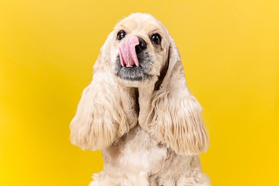 Cachorro pode comer banana?